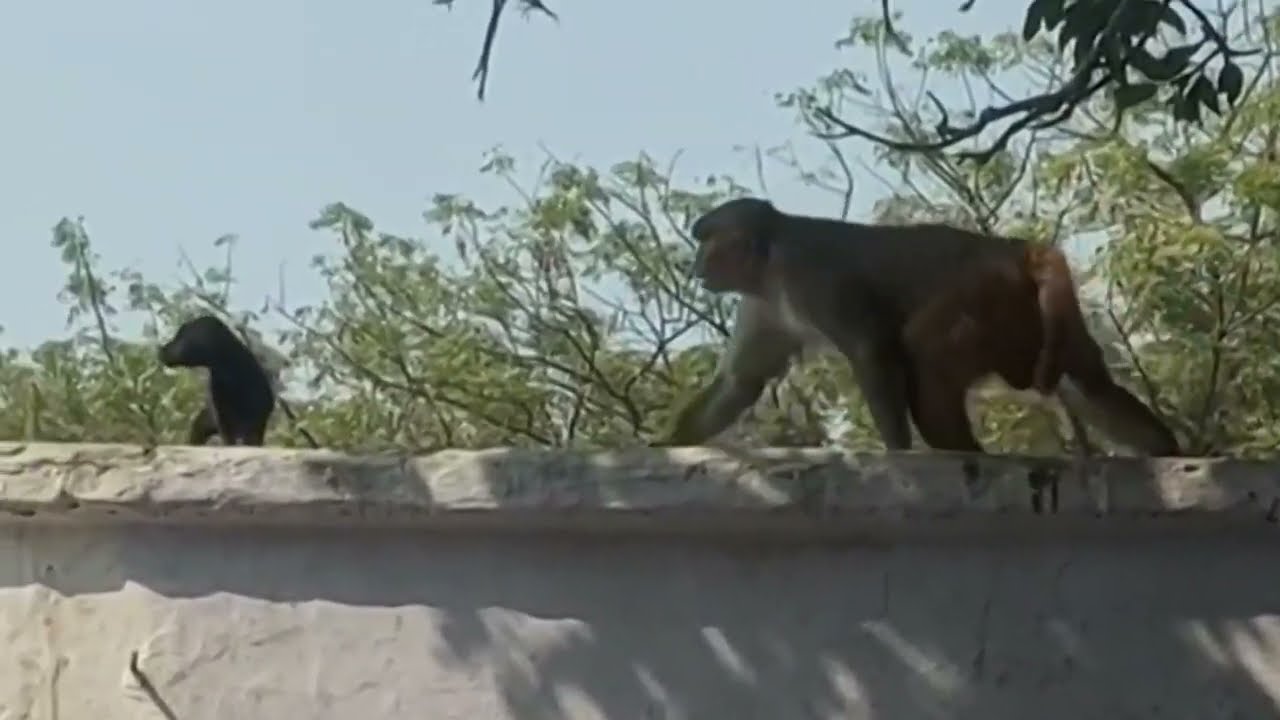 Monkey adopting orphaned puppy goes viral in India
