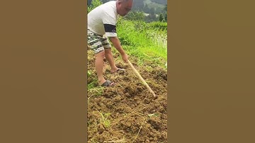 how farmers hoe the rice fields before planting #shorts