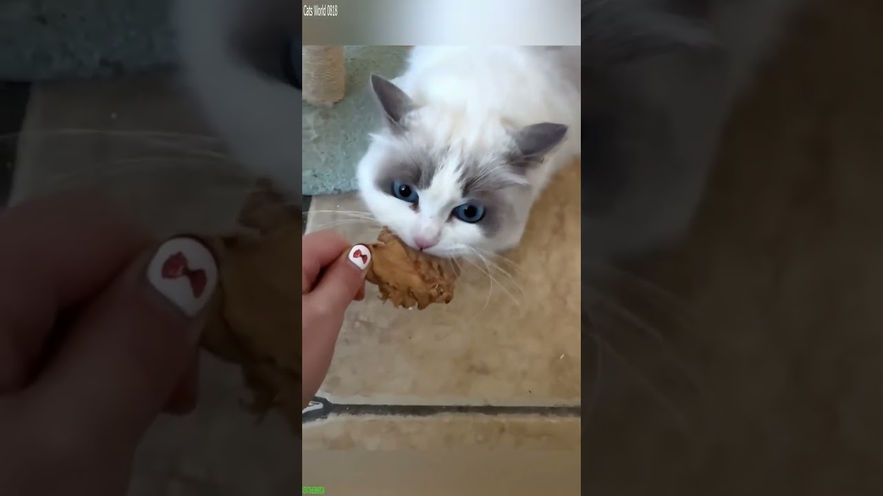 Cat Lover 🐈‍⬛ funny cats talking 😻 # Part 2760