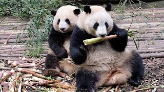 Heye sat in front of Hehua and seemed to be saying: Let me protect you. by 胖达日记 Hi Panda 3,779 views 10 days ago 1 minute, 26 seconds