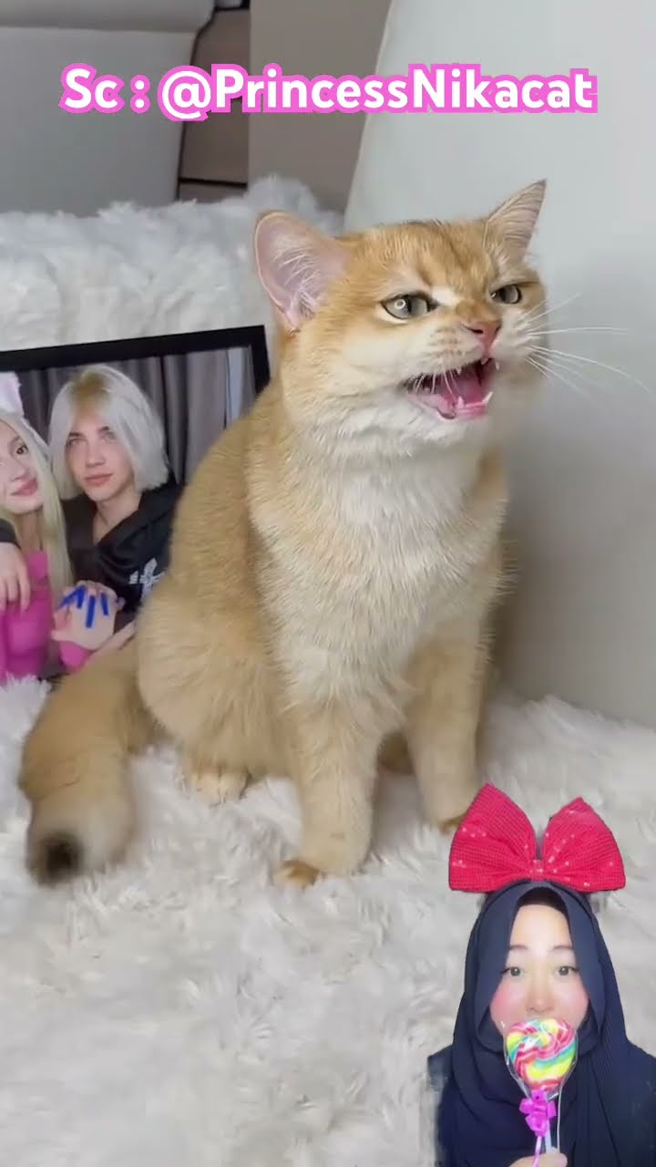 KITTY MENGHIBUR KAKAK AGAR TIDAK SEDIH DI PUTUSIN SAMA PACARNYA ⁉️? @PrincessNikacat #shorts #funny