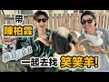 寵物明星笑笑羊!準備30萬就可以帶回家?帥氣柏霖 柴犬Afuri 柯爾鴨阿飛 歡樂一日飼員!