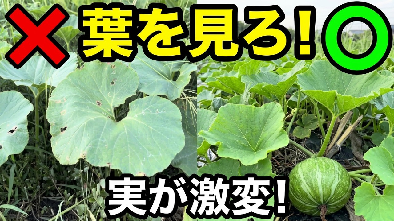 The Easy Secret to Growing Bigger Pumpkins - YouTube