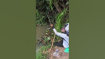 Cá Rô Phi Sông #câucá #fishing #caucathugian