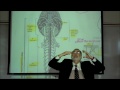 THE NERVOUS SYSTEM; ORGANIZATION & TYPES OF NEURONS; PART 1 by Professor Fink