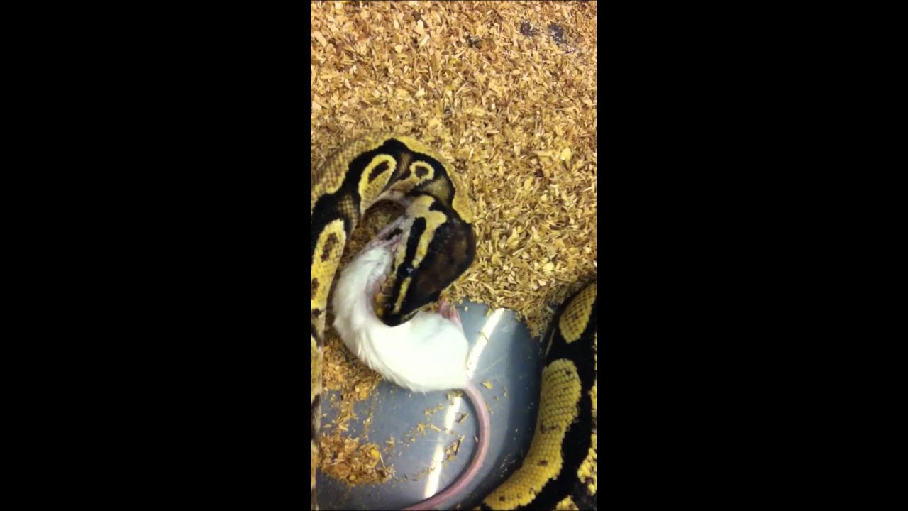 geckos food my blonde pastel ball python