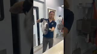 Blackfin Tuna are starting to show up! This underrated Tuna will be in our display case 🤙