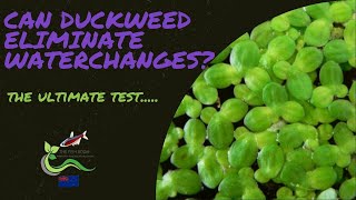 Do you need to do water changes with duckweed in your freshwater aquarium?
