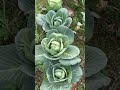 Cabbage Growing Beautifully #cabbage #shorts #organicgrowing #organicgardening #gardening
