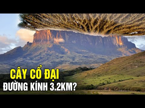 Video: Gốc cây lớn nhất thế giới là gì?