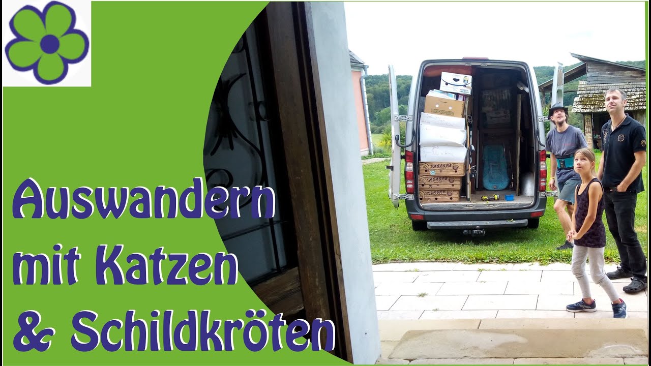 Umzug/ Auswandern mit Katzen und Schildkröten von Deutschland nach Österreich YouTube