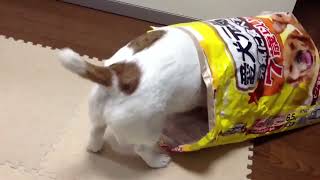 もう残っていないかな？最後の1粒まで美味しいんだよね。愛犬元気