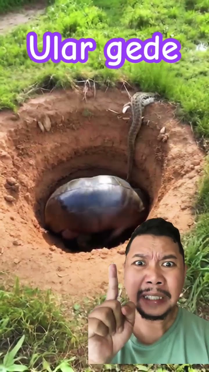 ULARNYA GEDE BANGET!!!??? #animals #satisfying #funny #snake #nature #shortsfeed