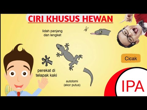 Video: Mempunyai ciri tumbuhan dan haiwan?