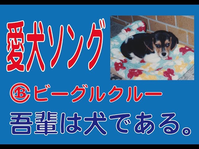 吾輩は犬である。NEW!ビーグルクルー