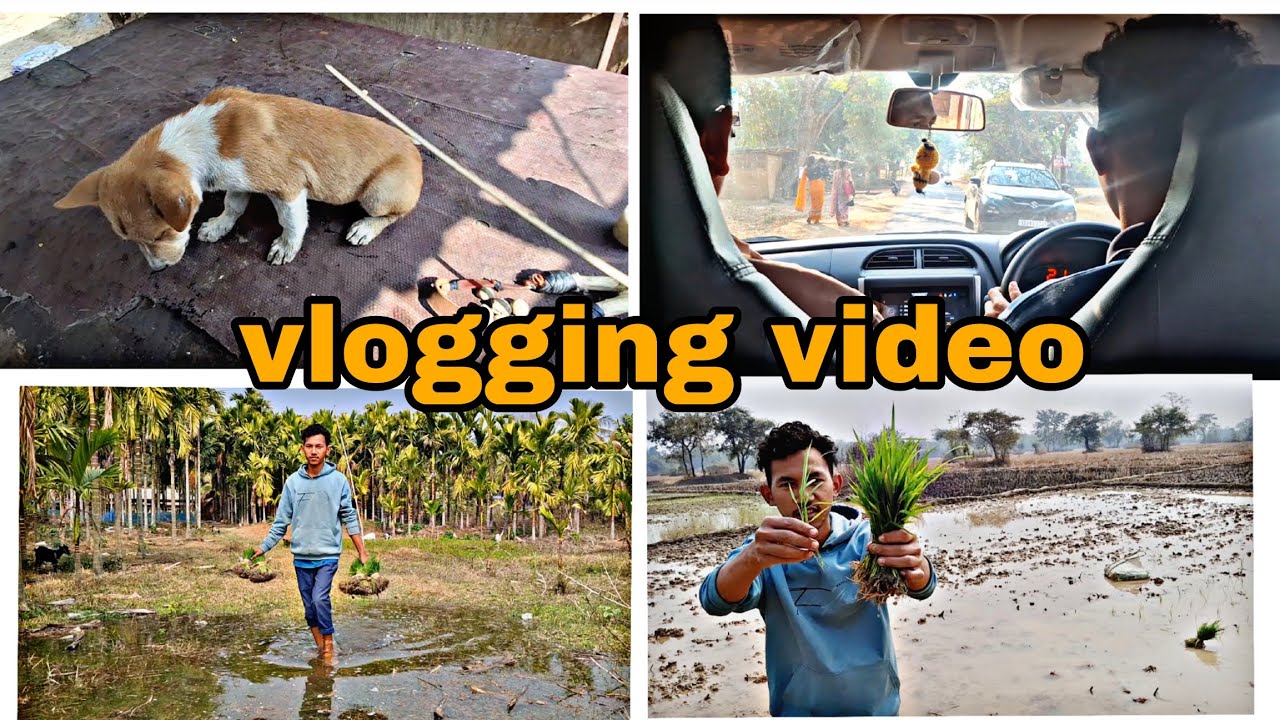 Vlogging video 📹 ||mera gaon or ghar ka full vlog||farming #paddy 