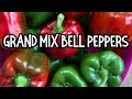 Growing dollar tree bell peppers for beginner gardeners in small garden pepper garden