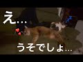 仲が良くない猫達が添い寝してるんですけどぉぉ〜❤️｜11~14日目【保護猫活動】