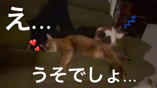 仲が良くない猫達が添い寝してるんですけどぉぉ〜❤️｜11~14日目【保護猫活動】