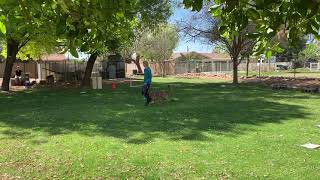 AKC Virtual Rally Novice Course #5