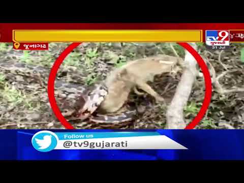 Caught on cam: Fox escapes deadly python strike in Junagadh forest range | TV9News