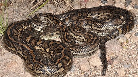 Carpet Python story short