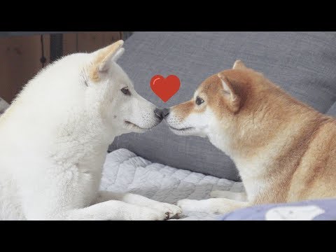 사랑에 빠진 강아지 (1초뒤에 싸움주의ㅋㅋ)