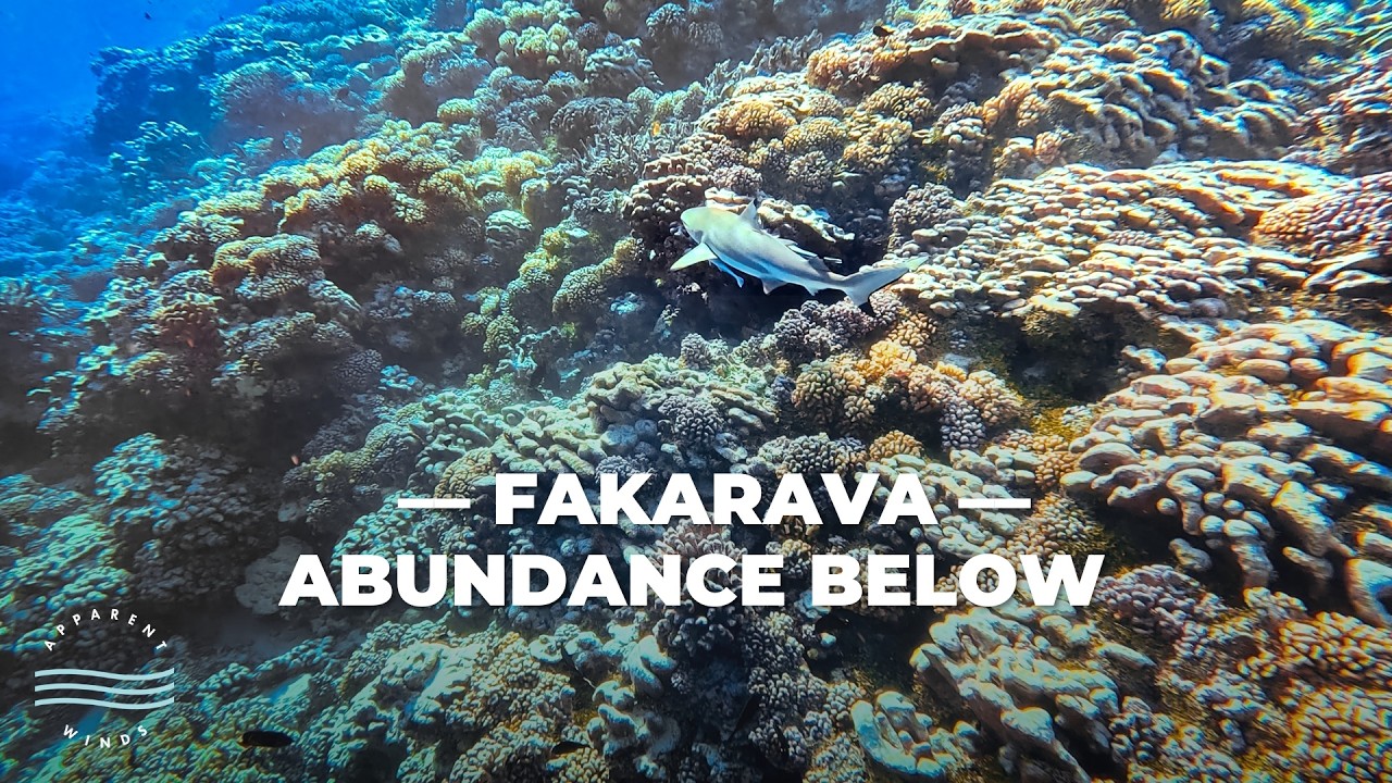 Fakarava - Abundance Below