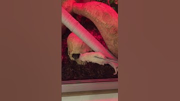 Coastal carpet python snake eats rat