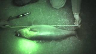 14lb ice walleye release