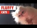 Fluffy cats compilation