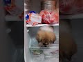 #the reason# of the# summer the# dog entered# the fridge# for the# cool air# and the# energy place.#