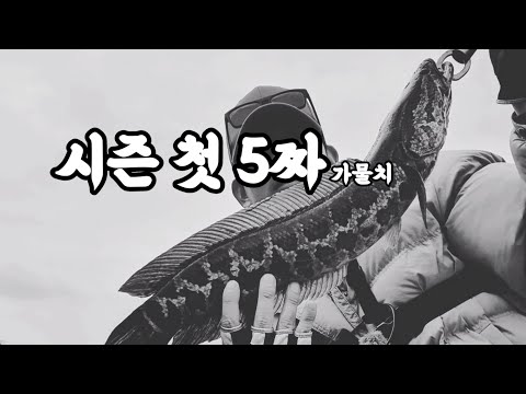 [<strong>리에브</strong>] 배스낚시하다 가물치를 낚았습니다 시즌 첫 5짜 ..