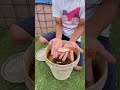 red tilapia seeds
