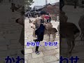 【凶暴】京大生vs鹿の群れ#Shorts