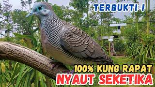 100% Perkutut Lokal Gacor Suara Besar Paling Dicari Penghobi