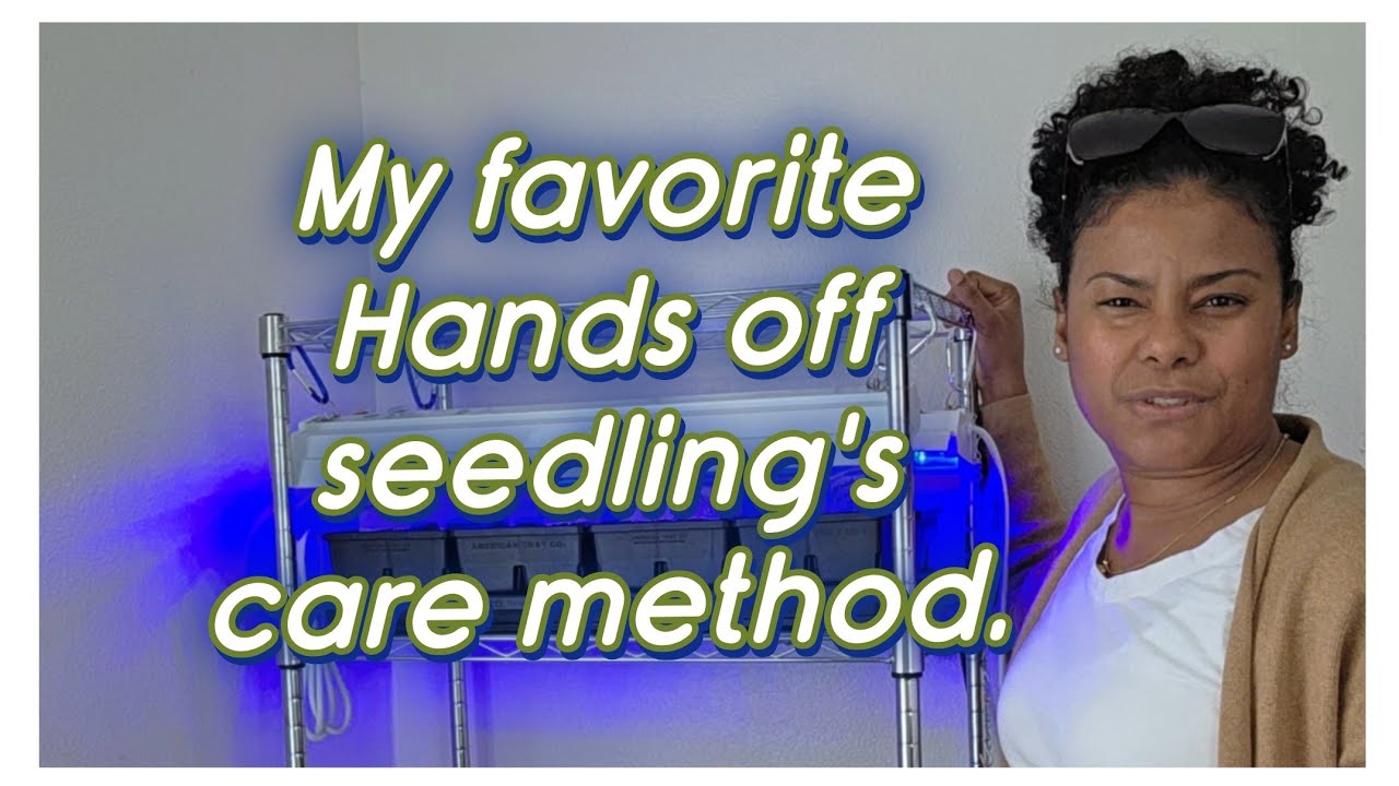 Taking care of seedlings has never been so easy.  #Planting #peppers #eggplant #care #nofuss #urban 