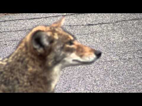 Coyote At Griffith Park - Los Angeles, CA
