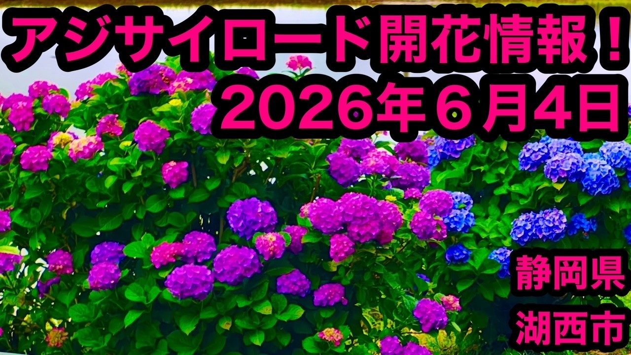 Hydrangea Road Blooming Report! June 4, 2026 - YouTube