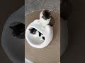 😻奮発して大正解！高級猫ベッドに猫たちが夢中になった✨ #猫ベッド #猫ハウス #猫用品