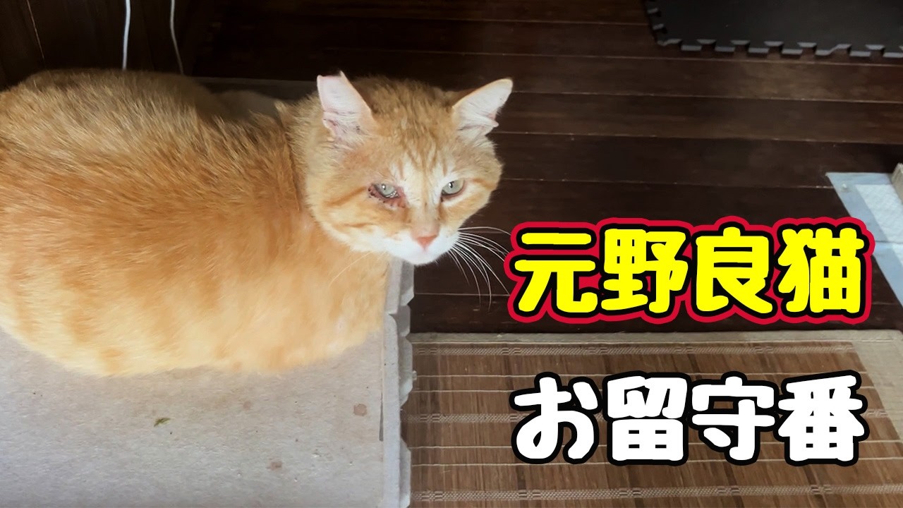 House-sitting Challenge Take Two [Former Stray Cat] [Stray Cat