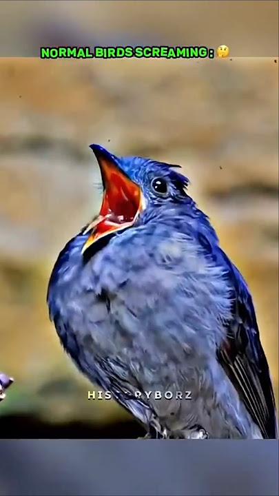 Burung Berteriak ☠️#trollface #edit#trollface
