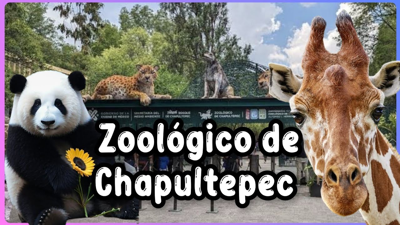 🛑 Visitando el Zoológico de Chapultepec CDMX