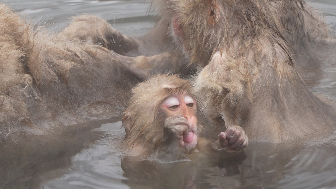 Зимние чудеса! Снежные обезьяны против холода / japan snowmonkey jigokudani