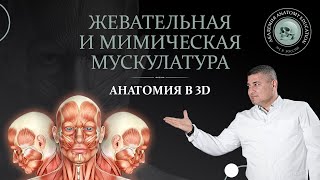 Анатомия жевательной и мимической мускулатуры в 3D / 3D Anatomy of the chewing and facial muscles