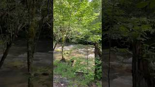 Calm water stream #smokymountains #nature #calm # relaxing #travel #peace #naturesounds #usa