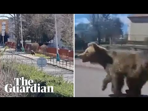 Bear charges through Slovakian town as five people injured in attacks