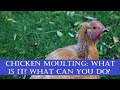 Chicken Moulting: What is it? What can you do?