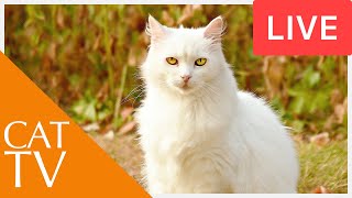 Videos for Cats! Entertainment for Cats with Relaxing Music - Bird TV