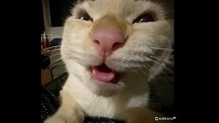 Meme kucing muehehehe #cat #kucing #memes